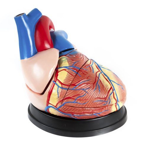 Human Heart Model