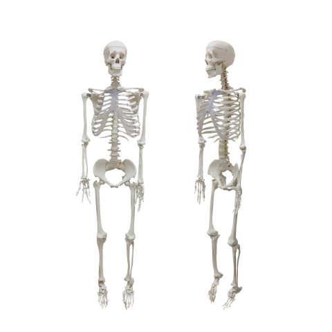 Human Skeleton Model
