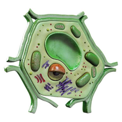 Plant Cell Model