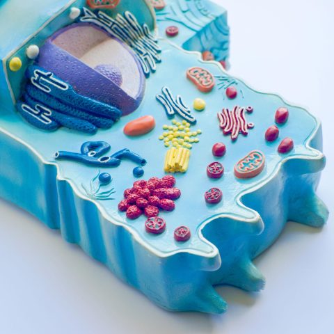 Animal Cell Model