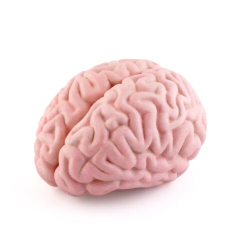 Brain Model