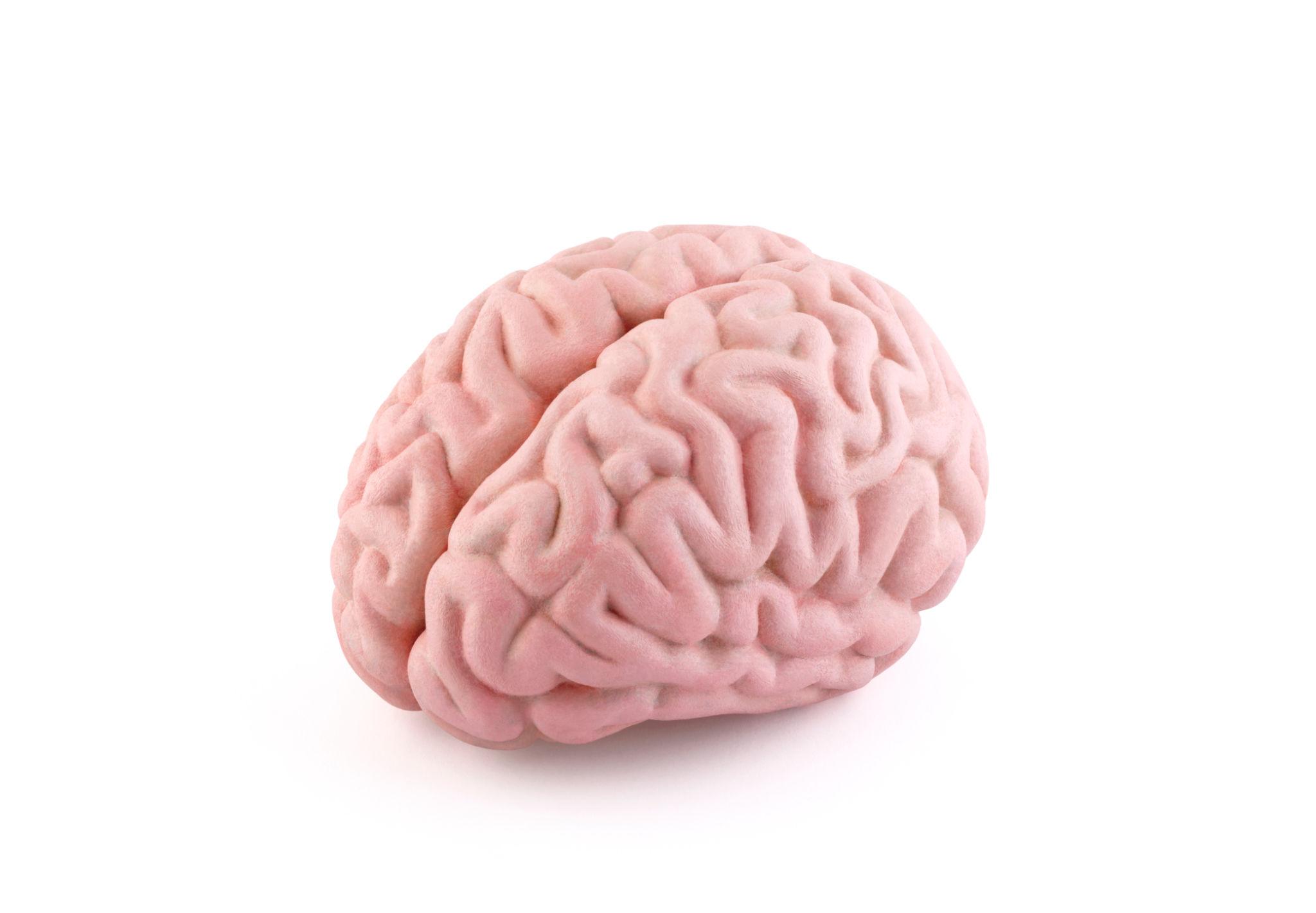 Brain Model