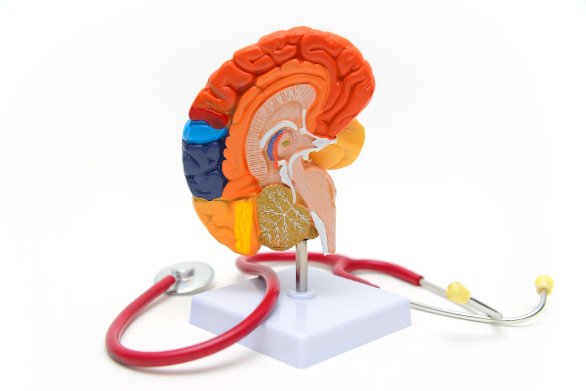 Brain Model - Image 3