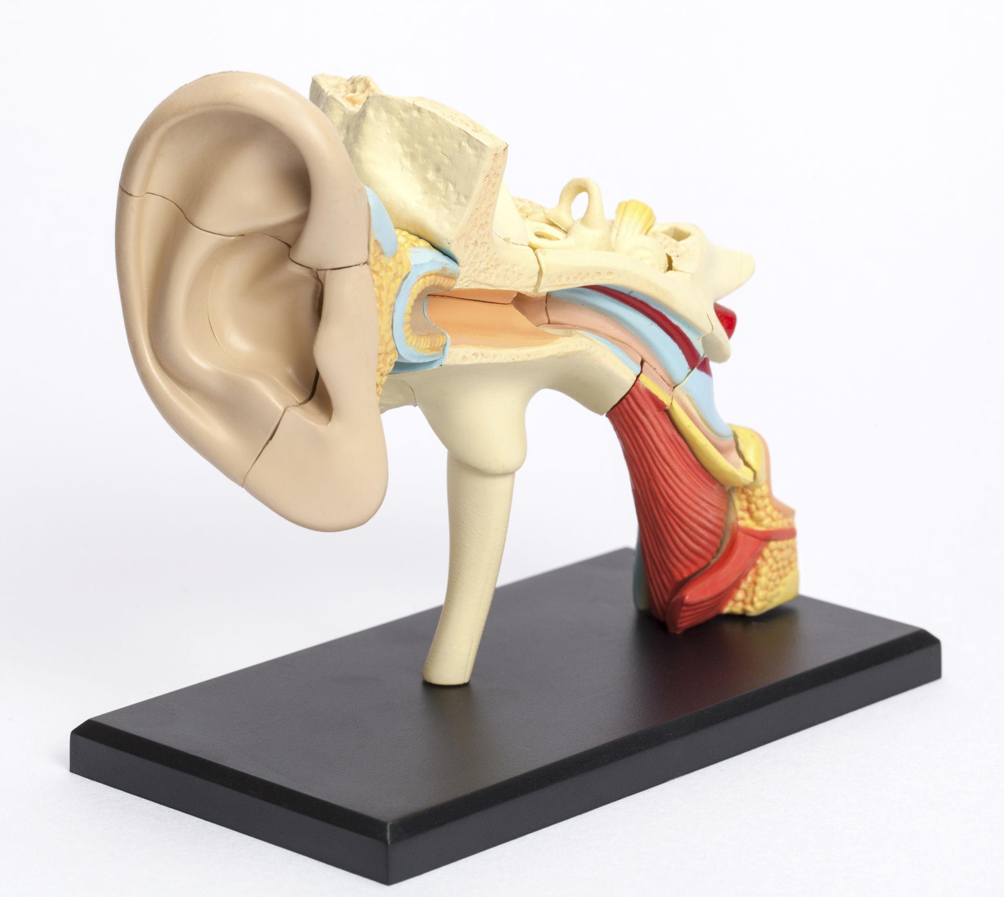 Ear Model
