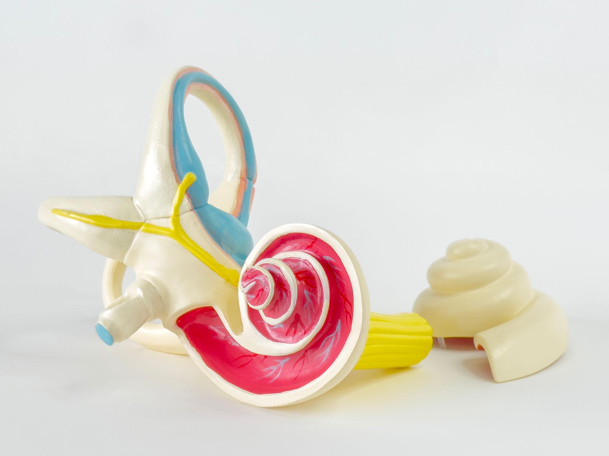 Ear Model - Image 3