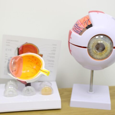 Eye Model
