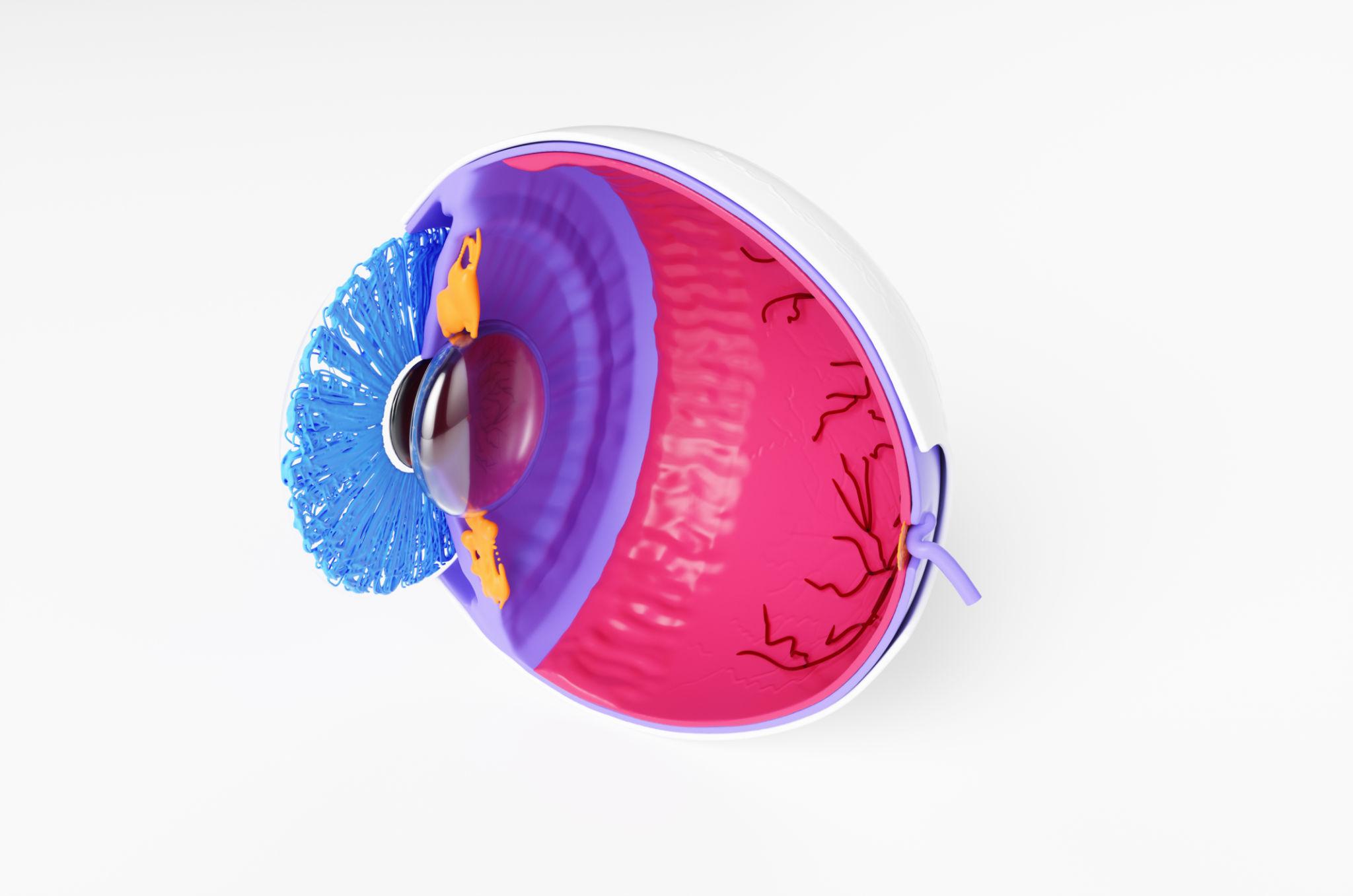 Eye Model - Image 3