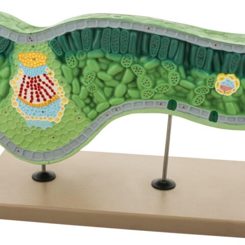 Leaf Structure Model