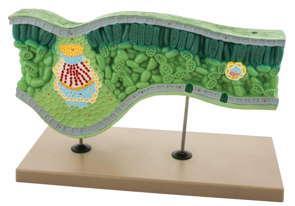 Leaf Structure Model