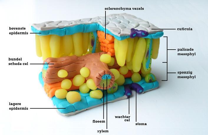 Leaf Structure Model - Image 3